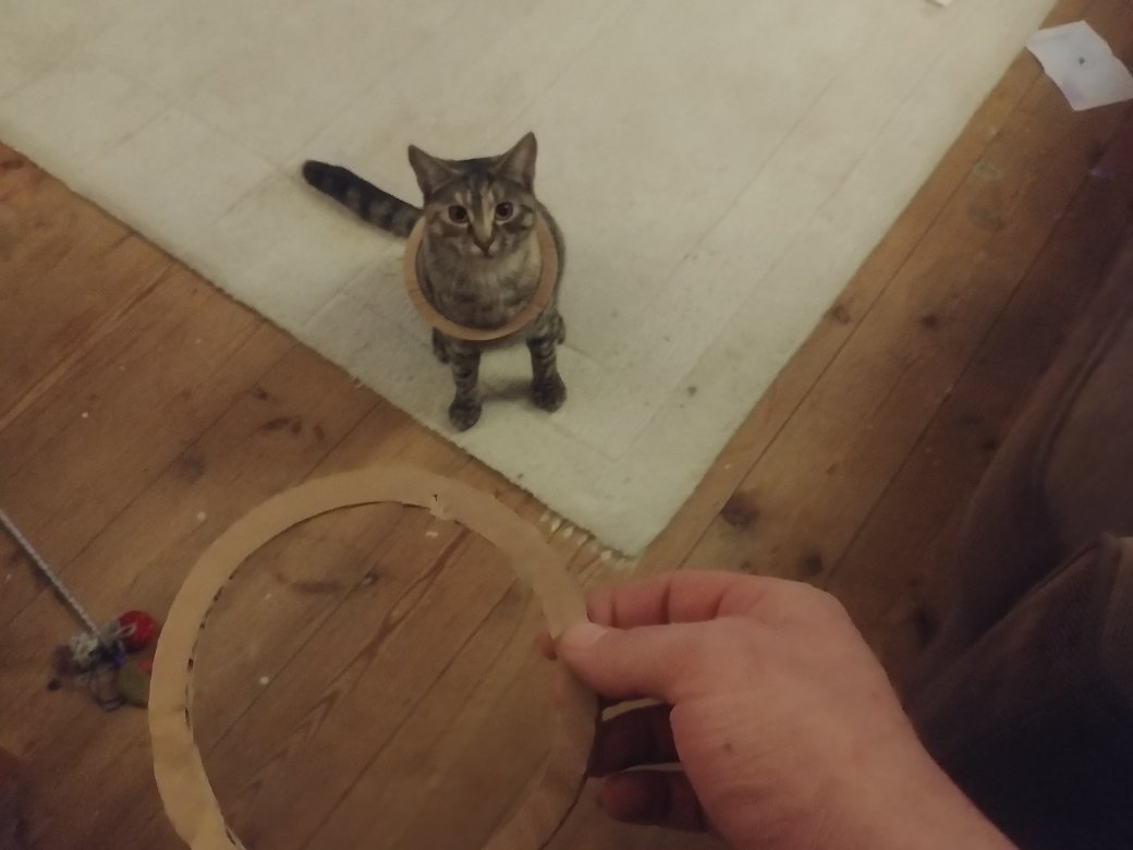 cat-hoops.jpg