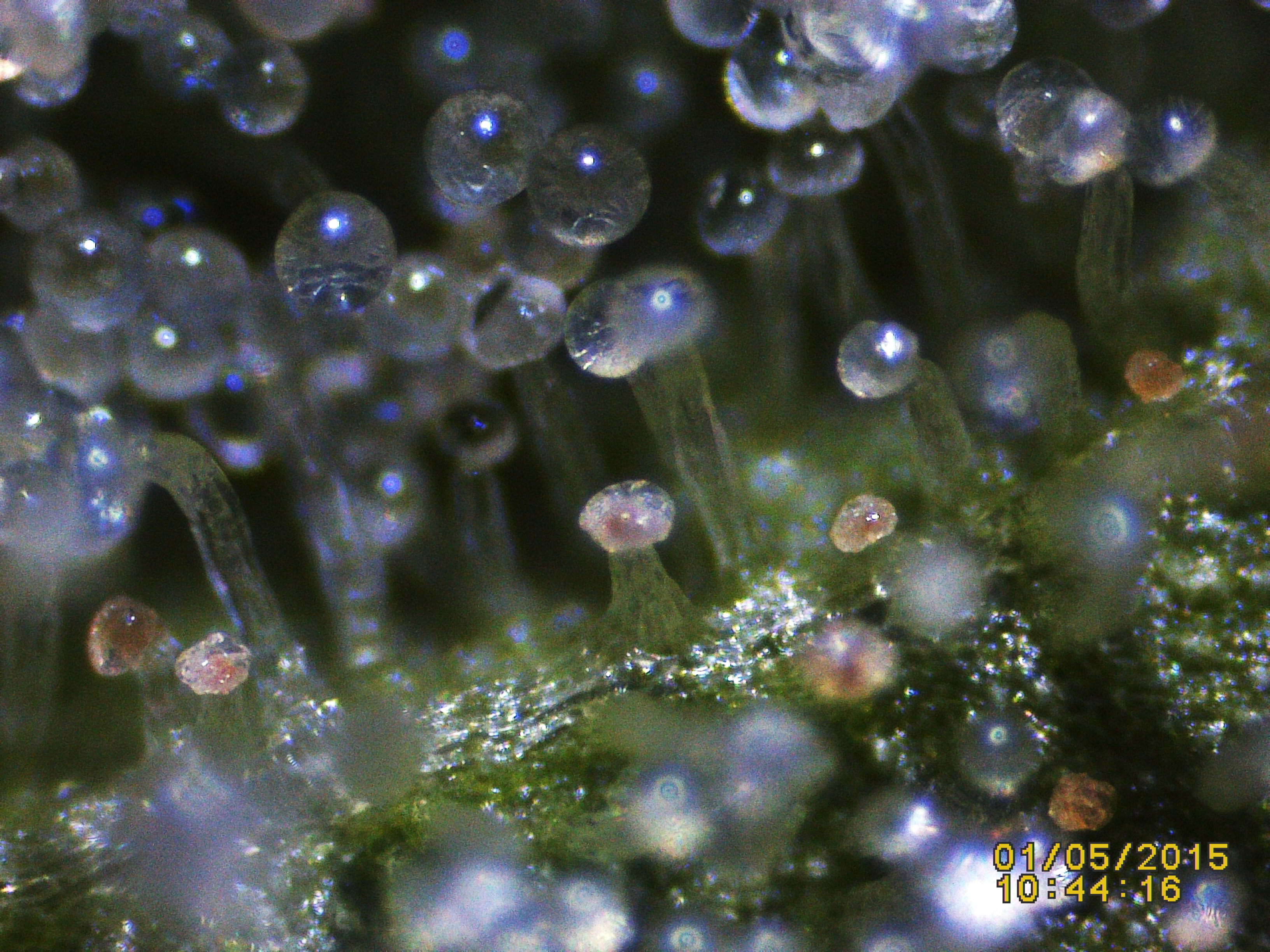 Trichome Ready Or Not Anfanger Forum Cannabisanbauen Net