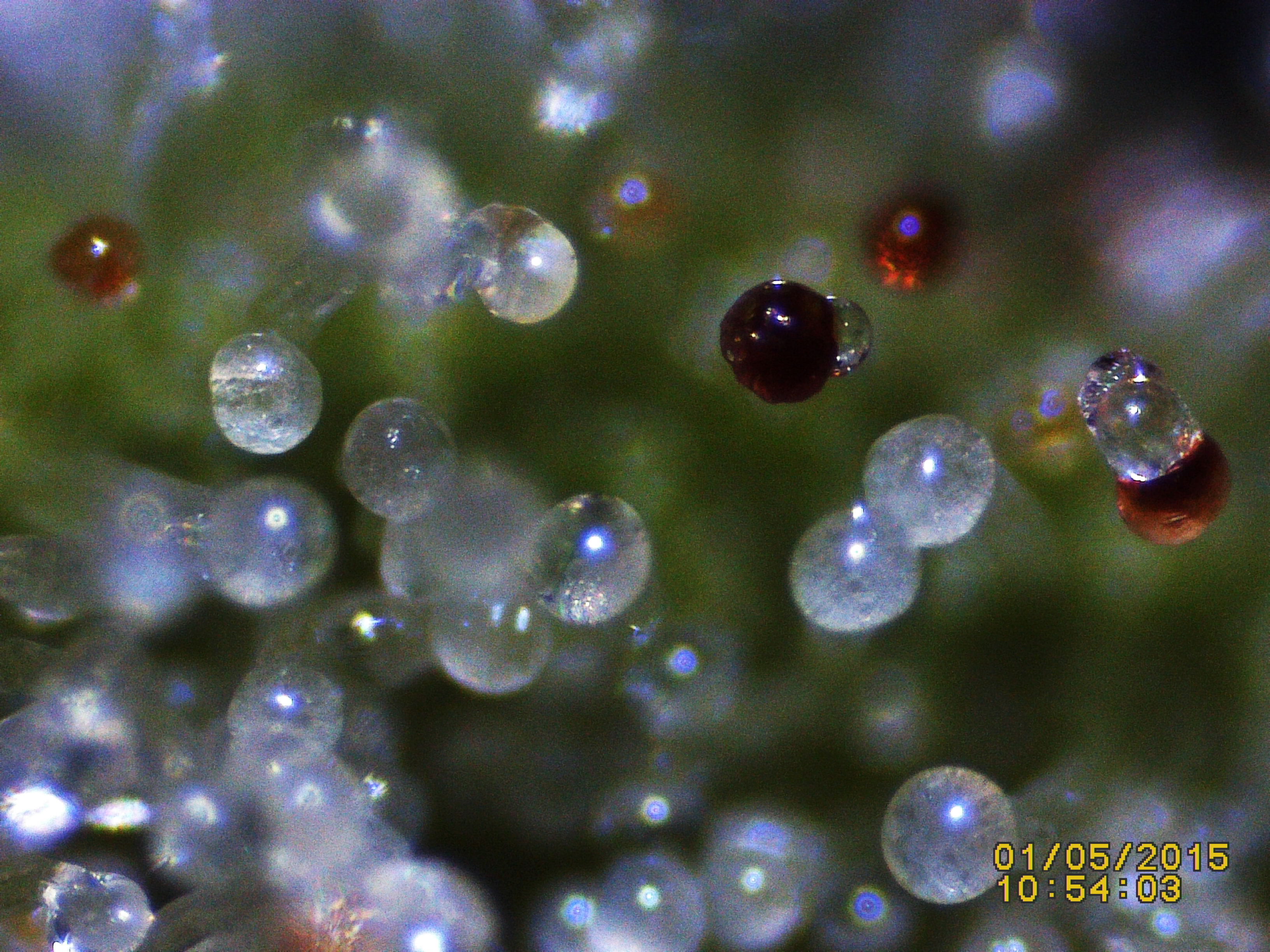 Trichome Ready Or Not Anfanger Forum Cannabisanbauen Net