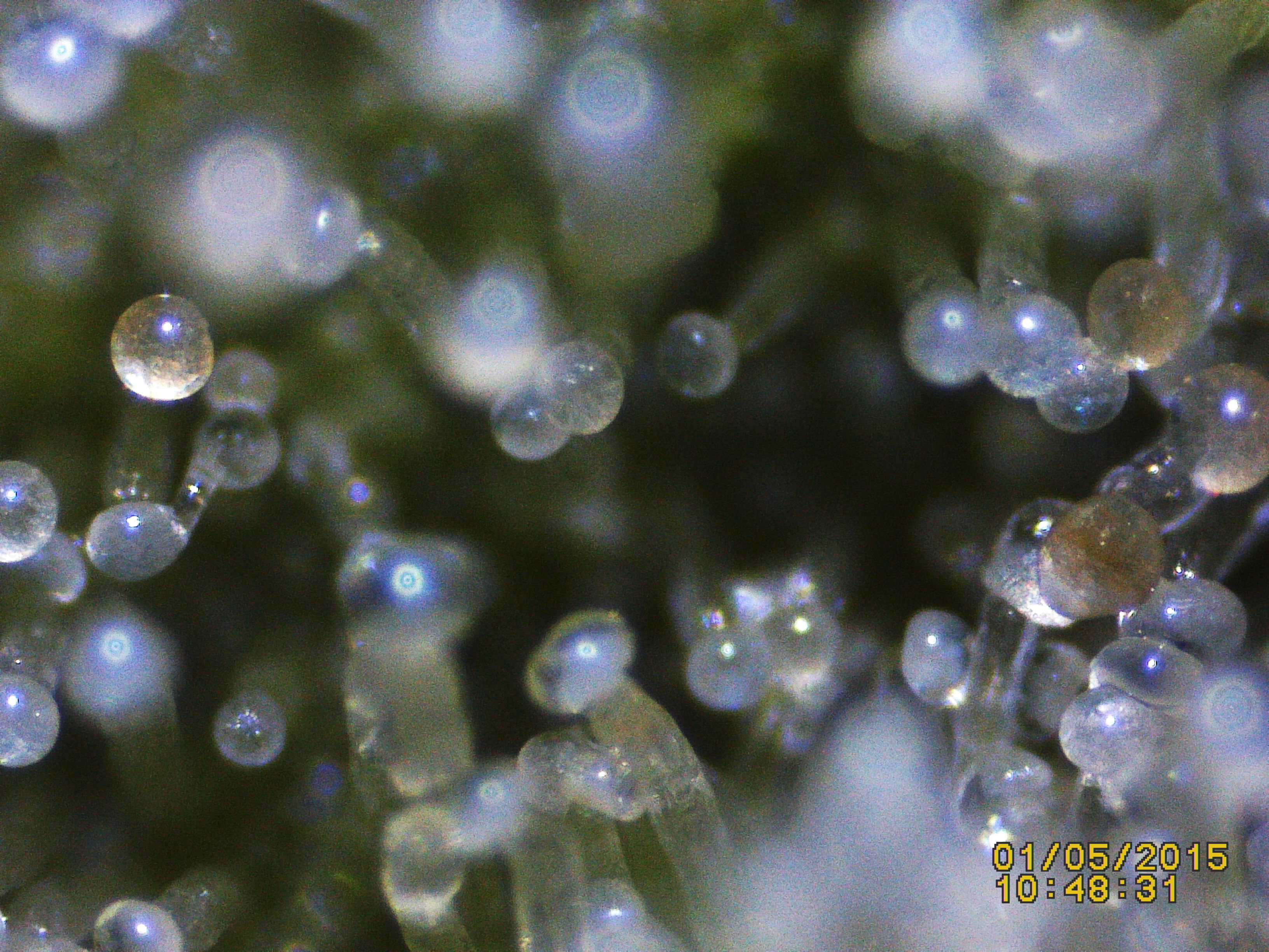 Trichome Ready Or Not Anfanger Forum Cannabisanbauen Net