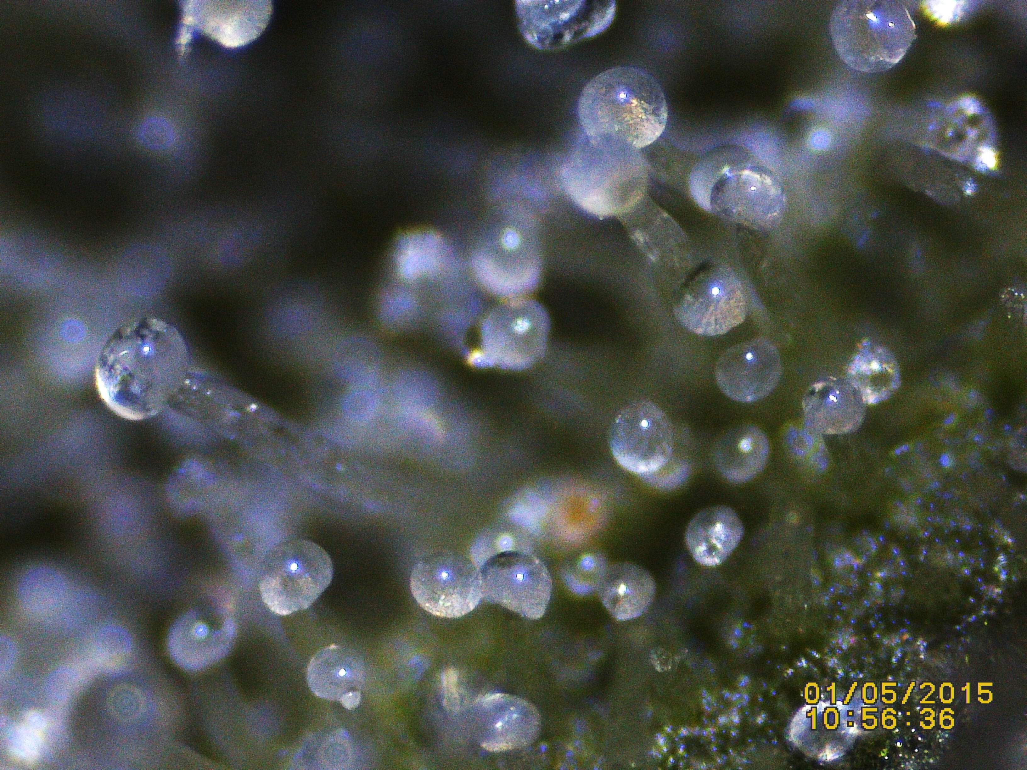 Trichome Ready Or Not Anfanger Forum Cannabisanbauen Net