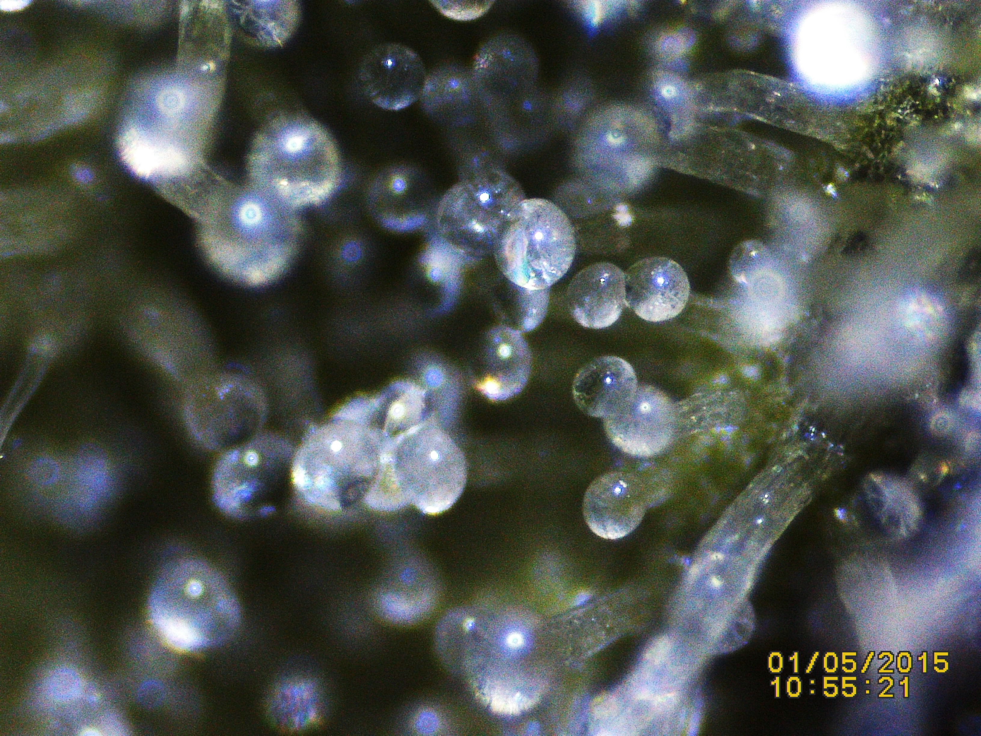 Trichome Ready Or Not Anfanger Forum Cannabisanbauen Net