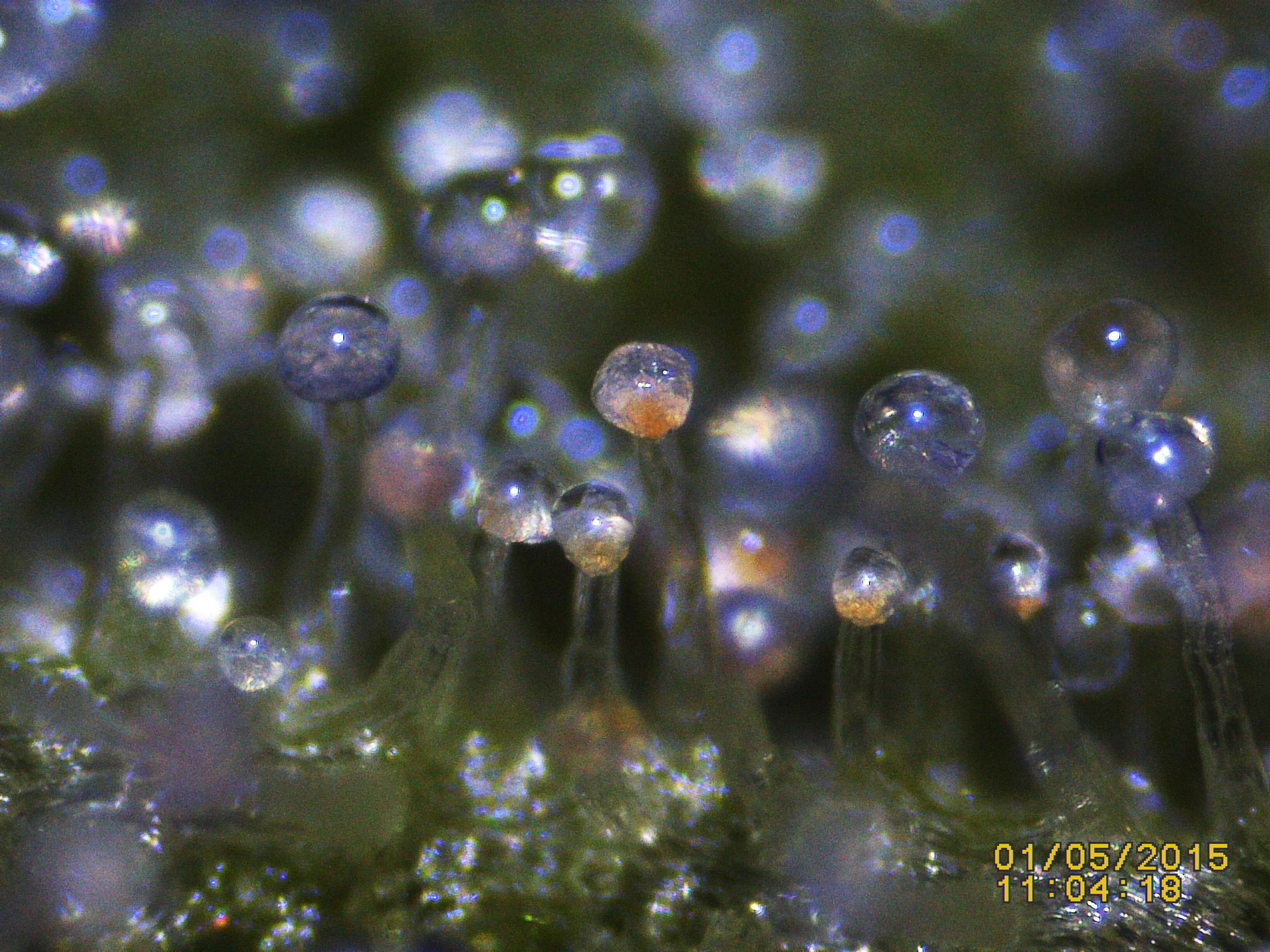 Trichome Ready Or Not Anfanger Forum Cannabisanbauen Net