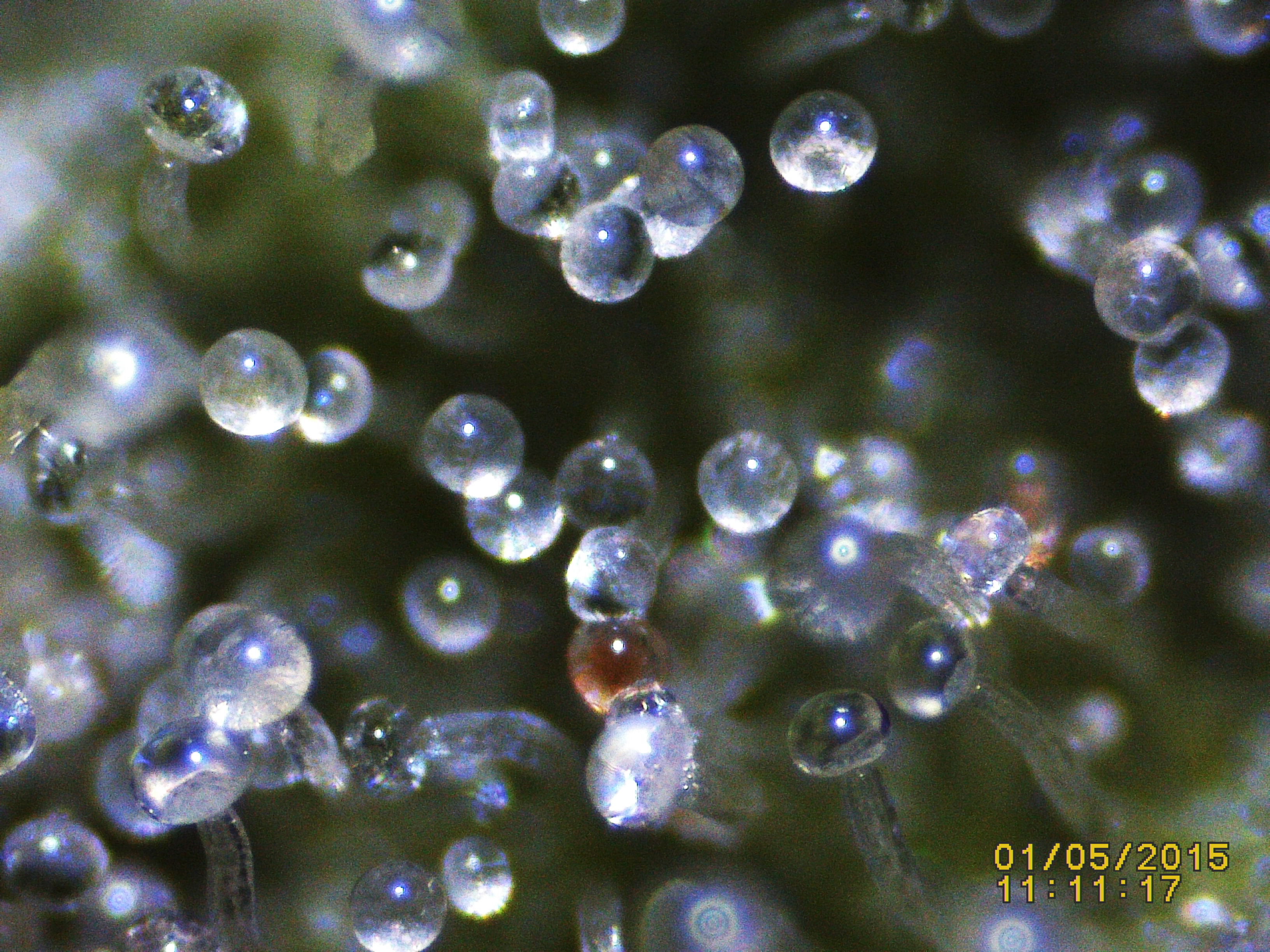 Trichome Ready Or Not Anfanger Forum Cannabisanbauen Net