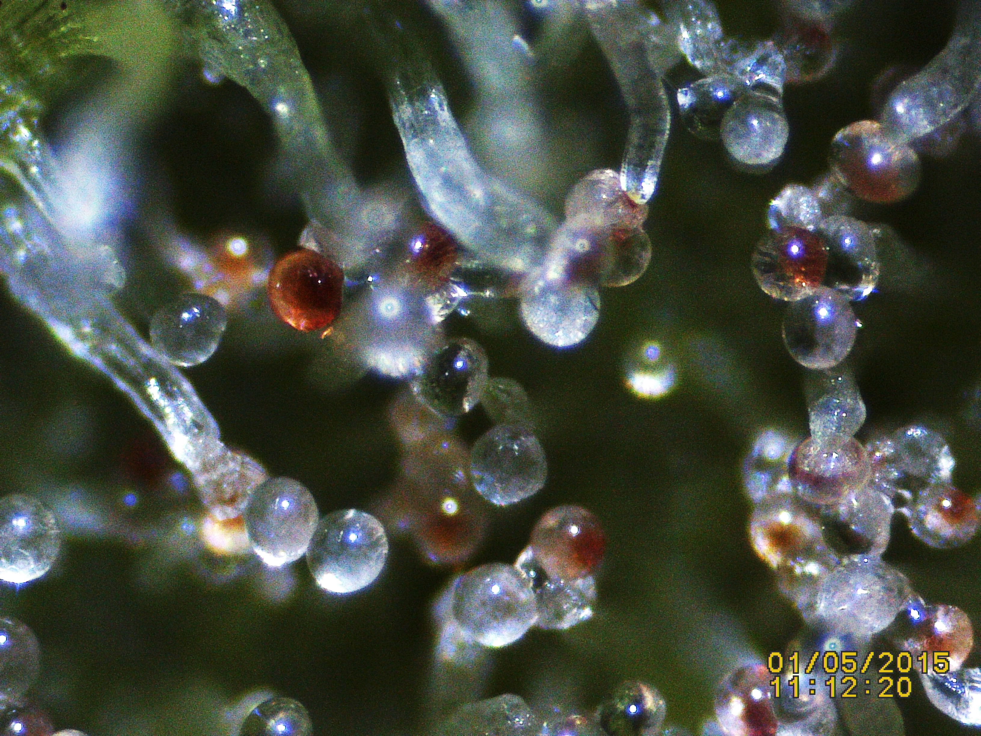 Trichome Ready Or Not Anfanger Forum Cannabisanbauen Net