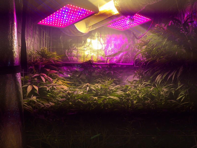 Aeroponik/Hydroponik Grow - Outdoor - Forum | Cannabisanbauen.net