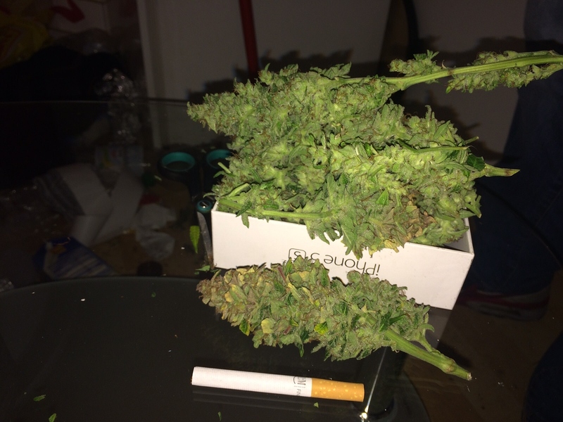 Aeroponik/Hydroponik Grow - Outdoor - Forum | Cannabisanbauen.net