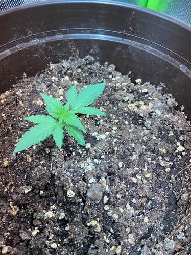 Ab Wann Dungen Anfanger Forum Cannabisanbauen Net