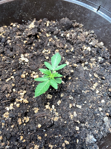 Ab Wann Dungen Anfanger Forum Cannabisanbauen Net