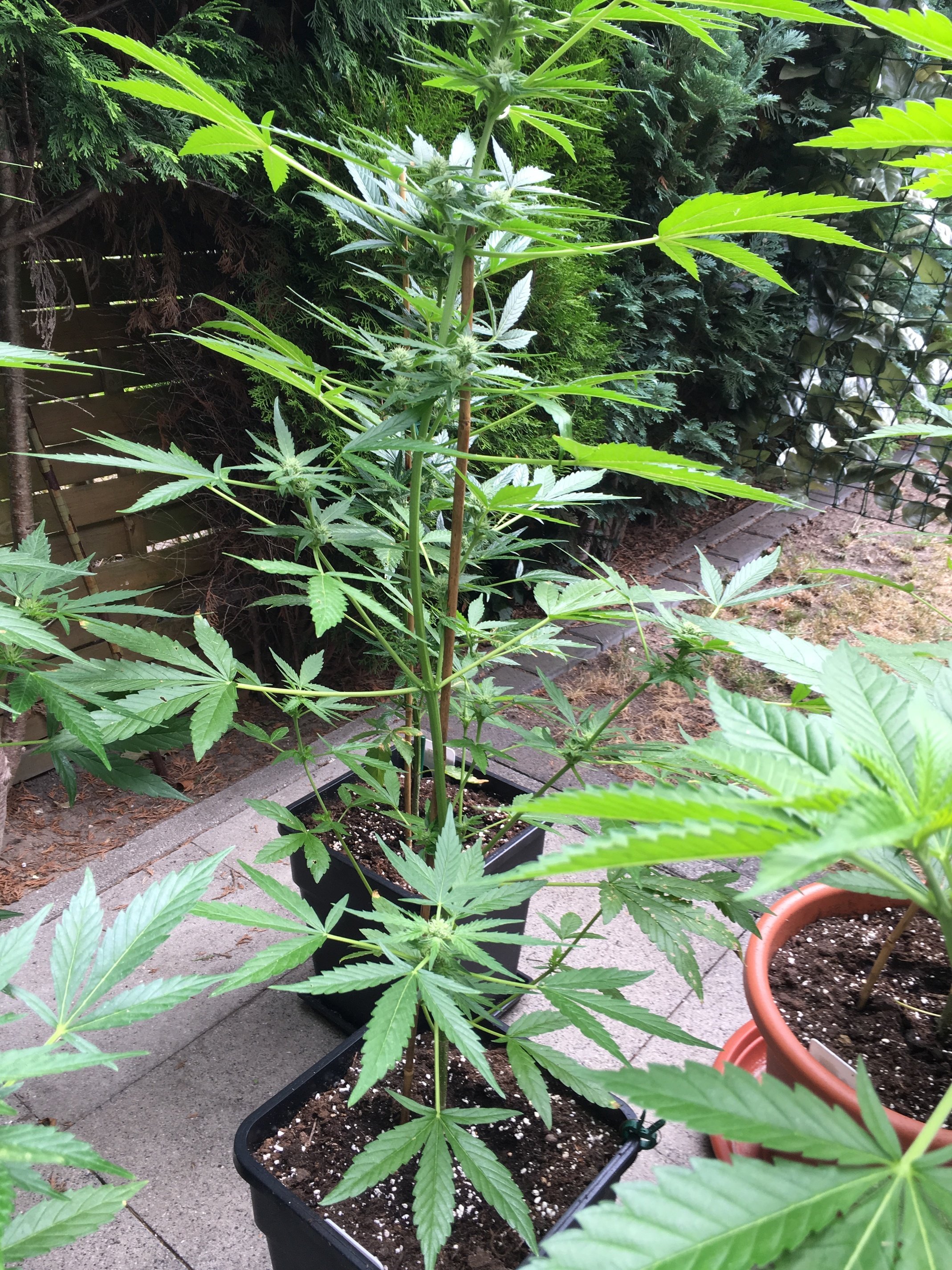 Outdoor Grow Zu Wenig Sonne Neu Notfall Grow Probleme