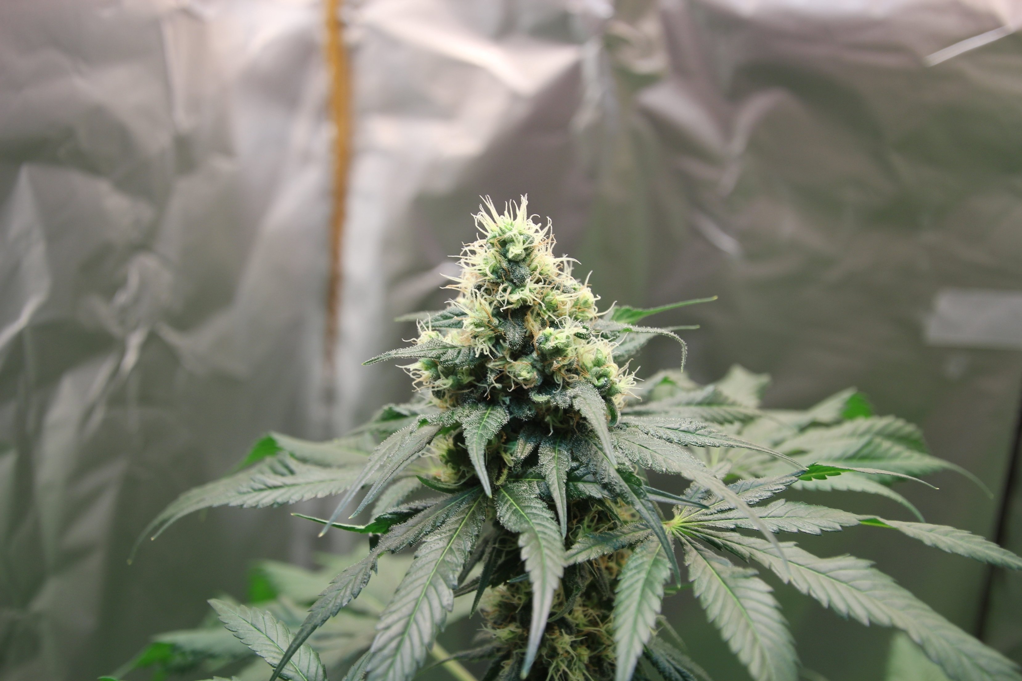 Wichtig Fruhes Ernte Grow Probleme Forum Cannabisanbauen Net
