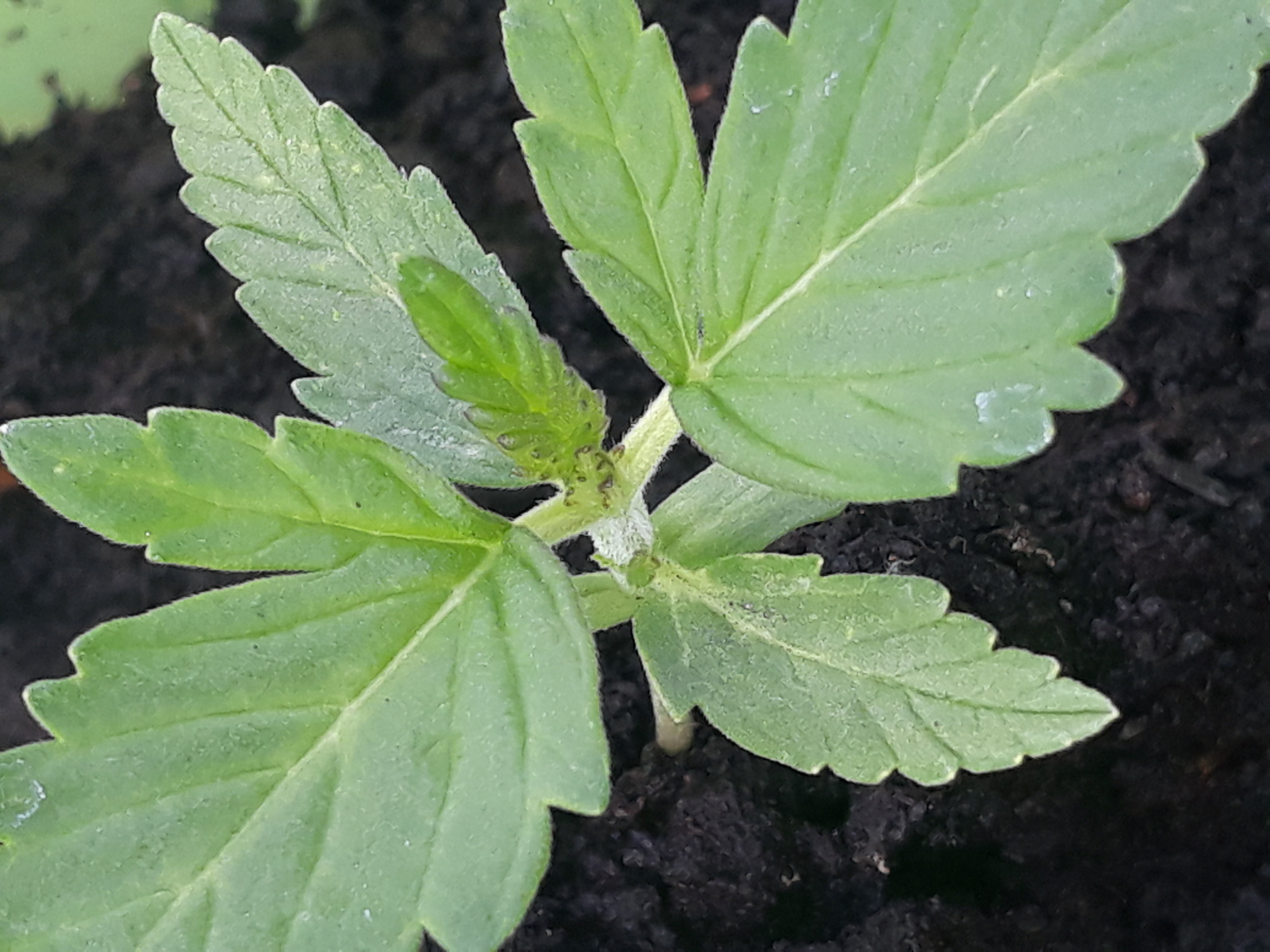 Kleine gelbe und Schwarze Punkte auf der Pflanze? GrowProbleme Forum Kleine gelbe und Schwarze Punkte auf der Pflanze? GrowProbleme Forum