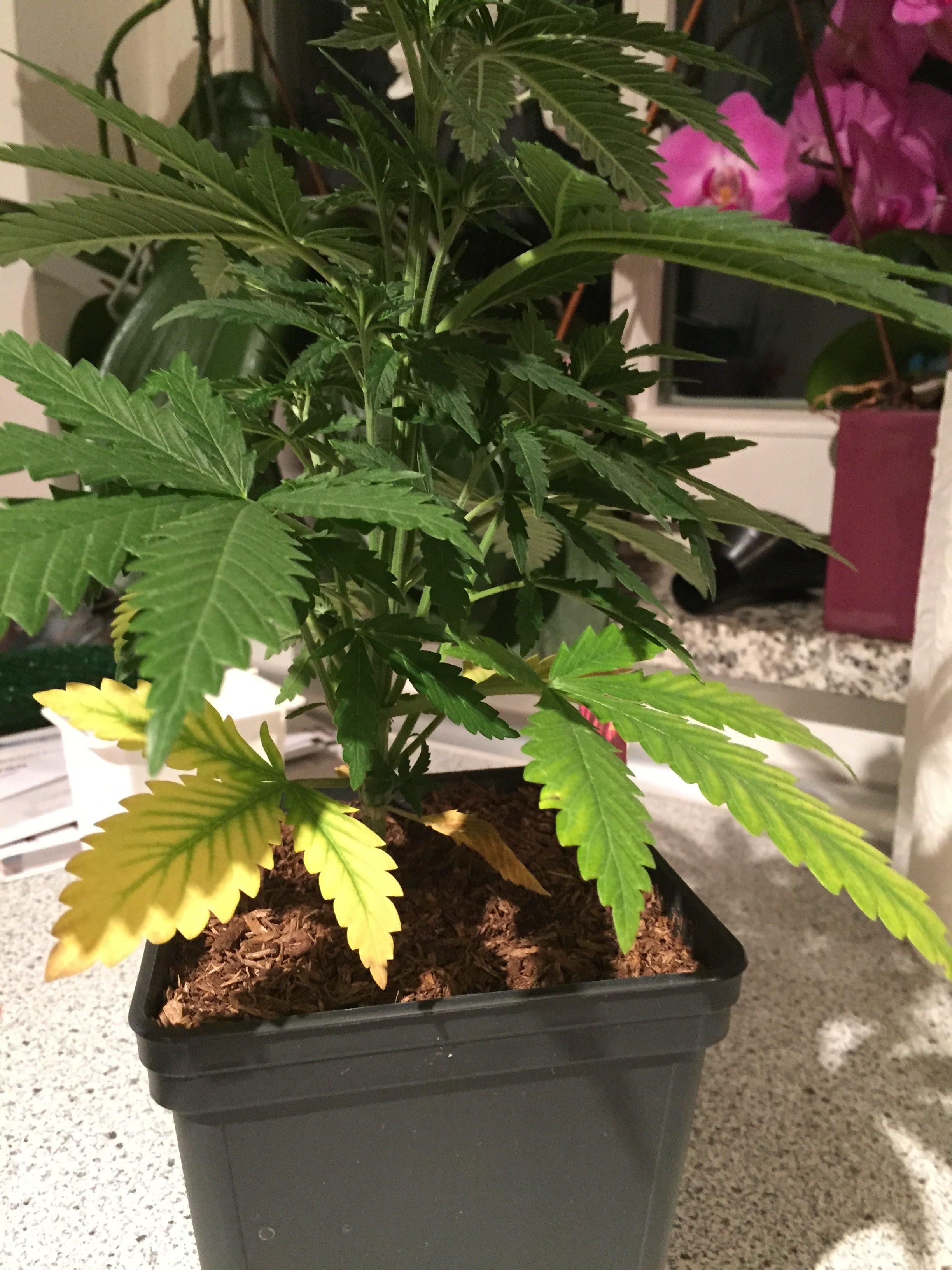 Gelbe Blätter *** GrowProbleme Forum