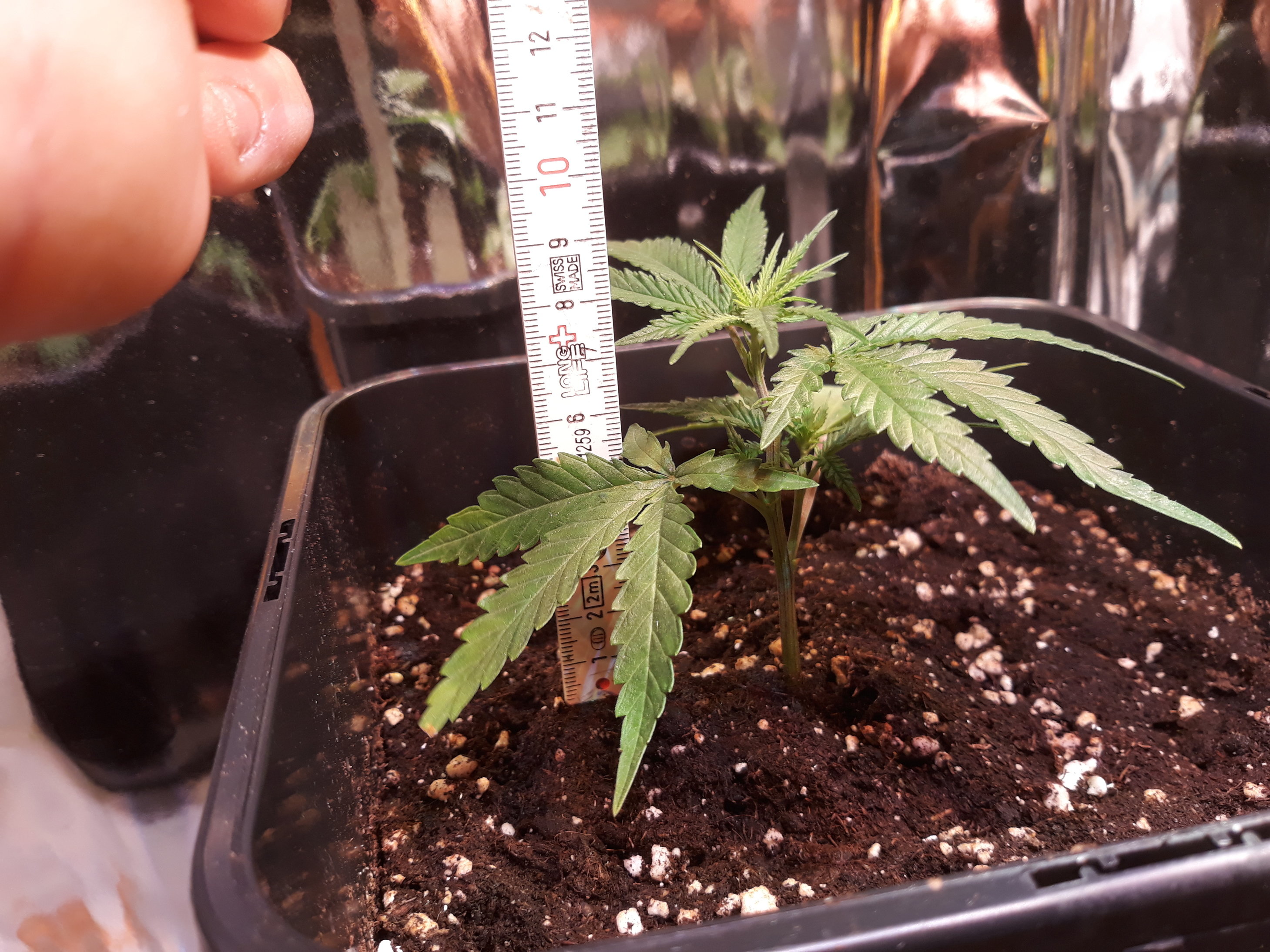 Toppen Schon Jetzt Anfanger Forum Cannabisanbauen Net