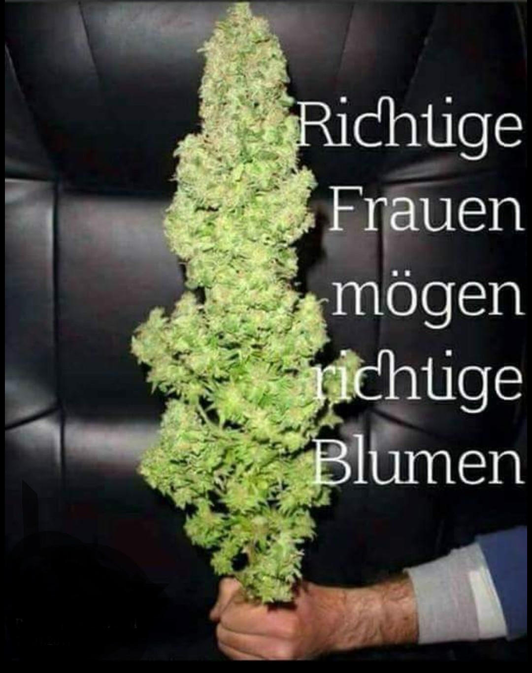 cannabis lustige bilder