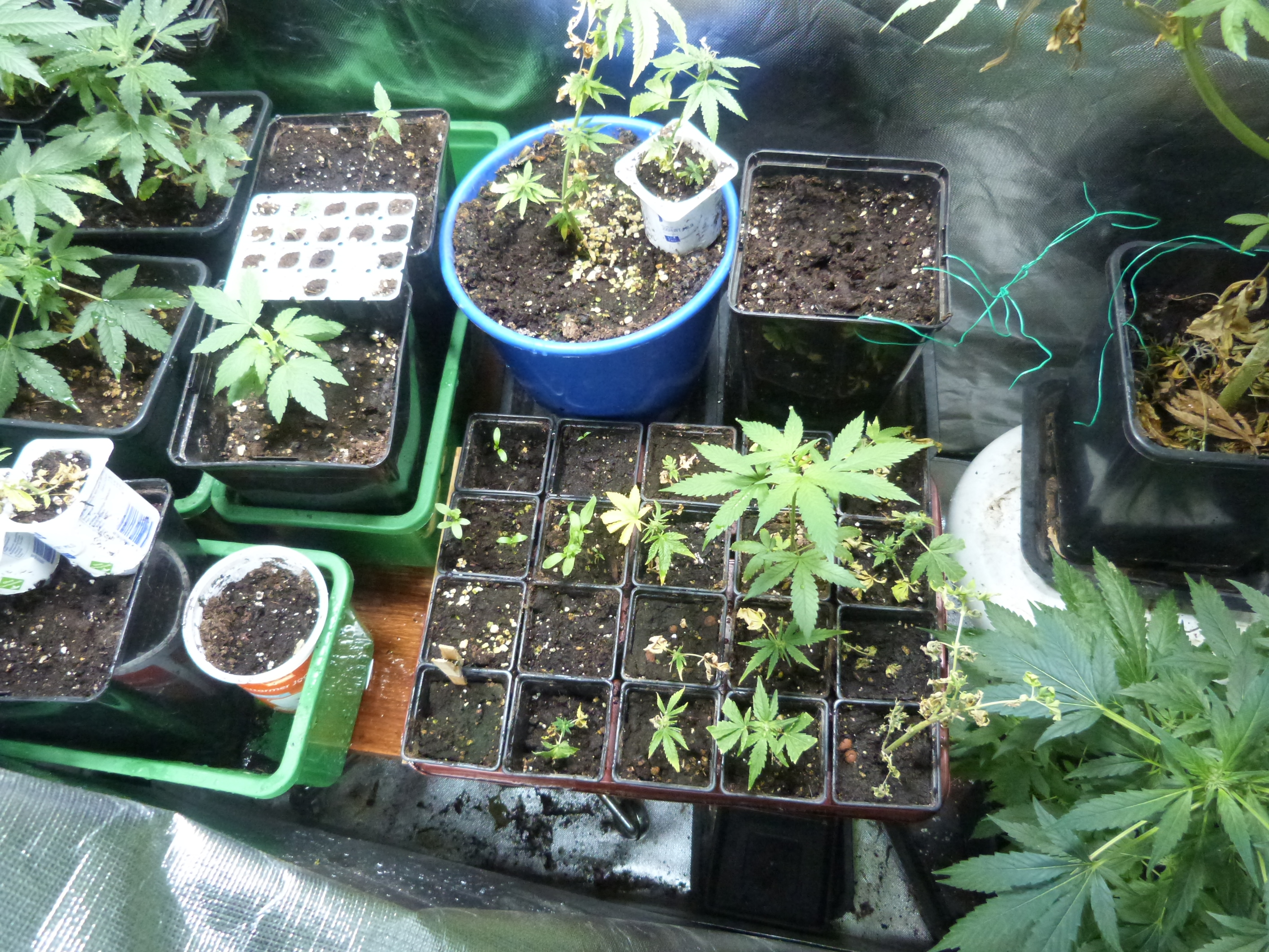 Growreports 1a, 1b1, 1b2,1c1, 1c2, FINISHED - Indoor - Forum