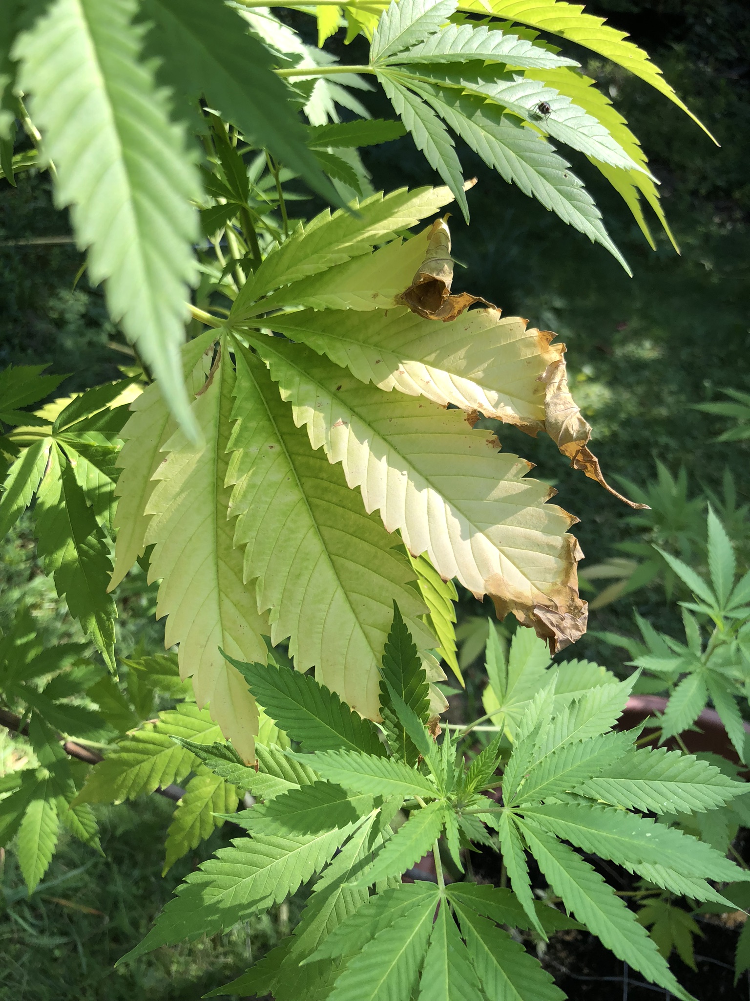 Probleme Outdoor GrowProbleme Forum