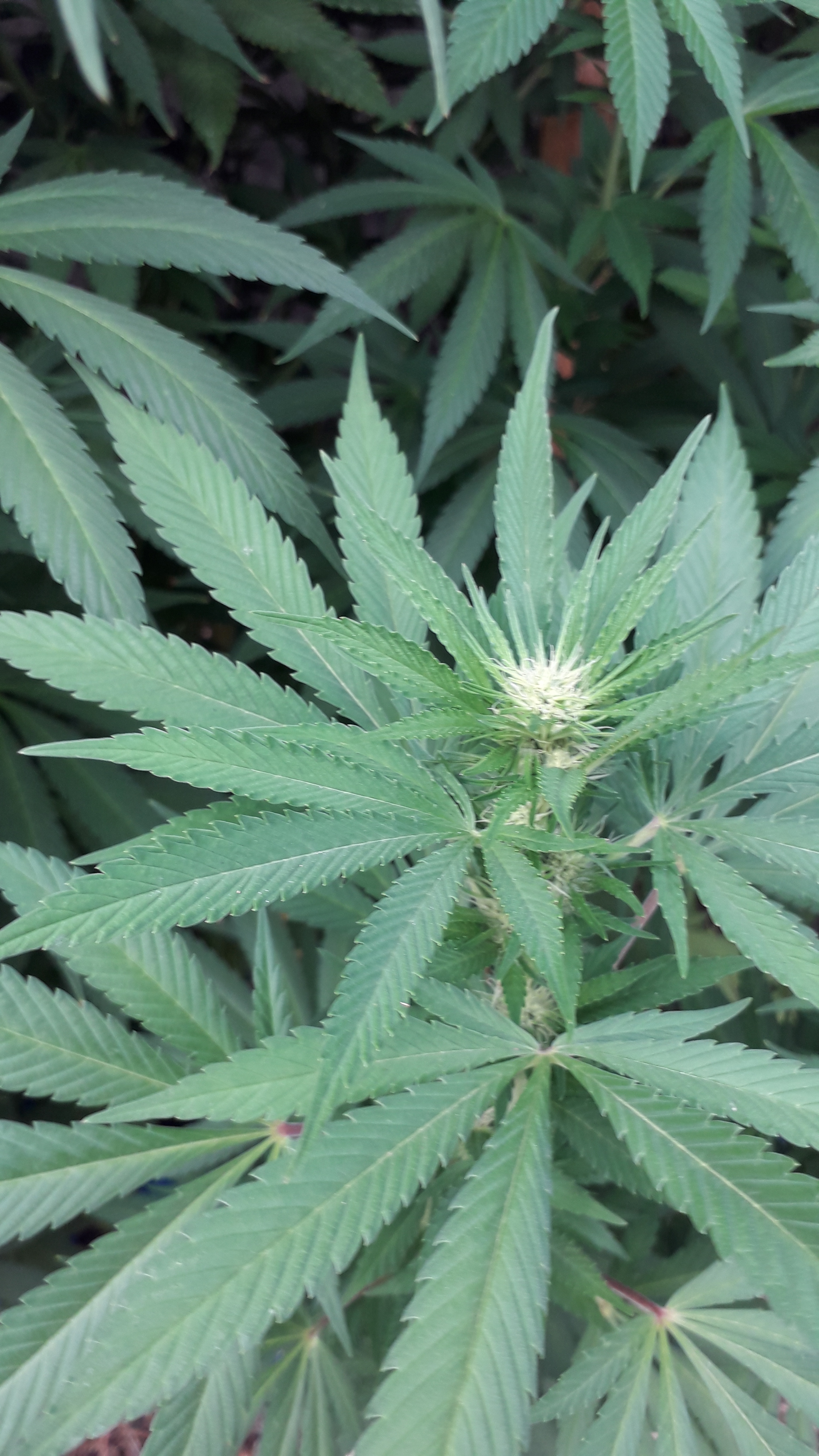 Outdoor in die Blüte Outdoor Growing Forum