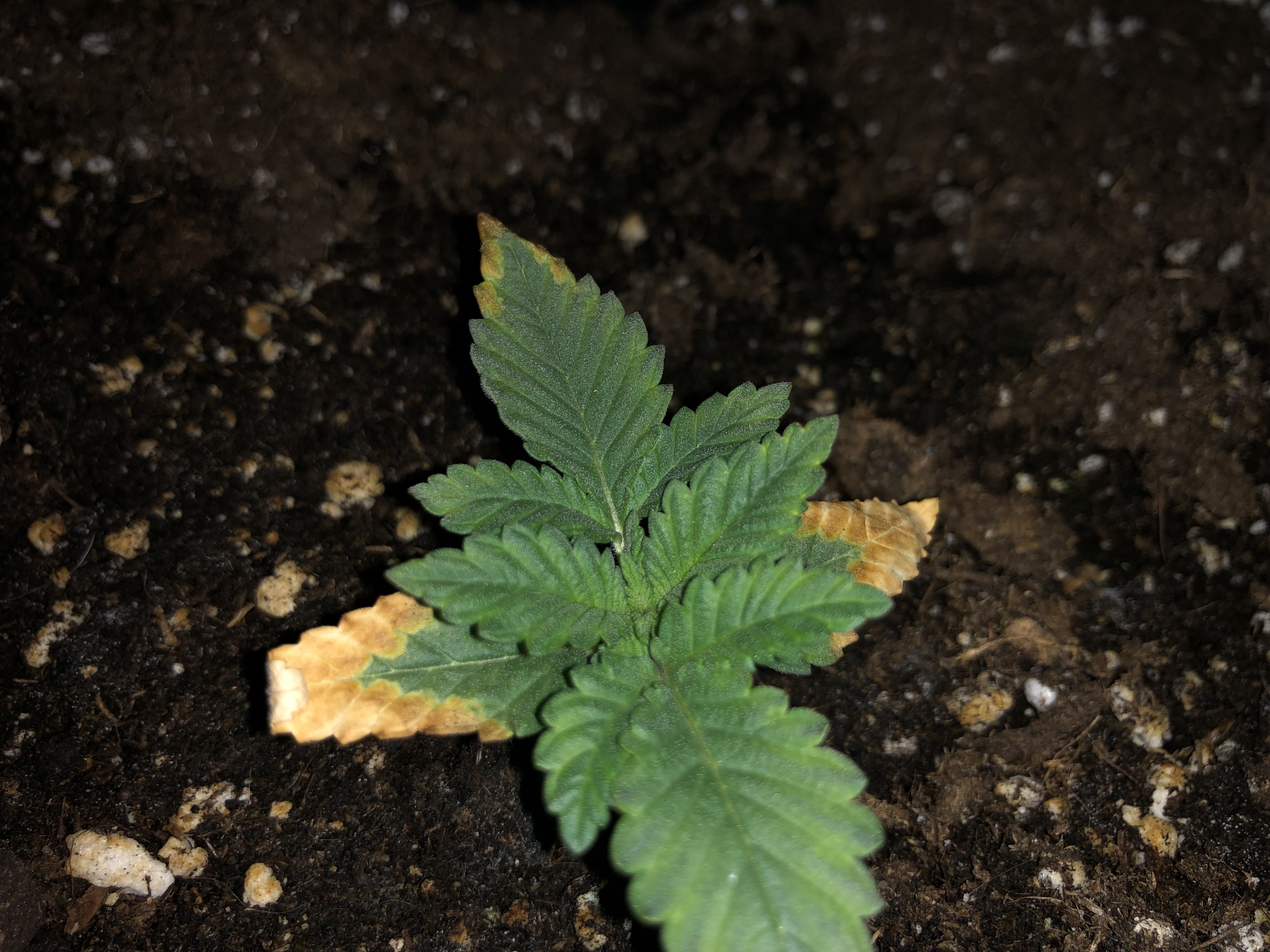 Hilfe... Blätterspitzen sind Braun und trocken Anfänger Forum