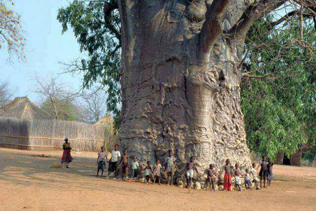 nature-trees-2000-years-old-tree-in-South-Africa-known-as-tree-of-life-Baobab